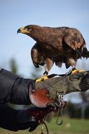 picture of the brown eagle is on a hand