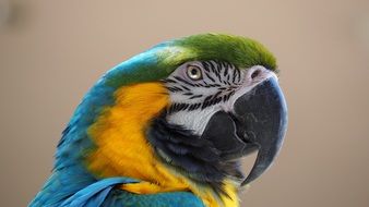 colorful tropical parrot