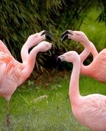 Flamingos, flock of Pink Birds