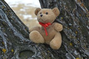 Teddy bear is sitting on a tree