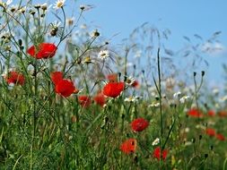 red poppies and white camomile and on the field