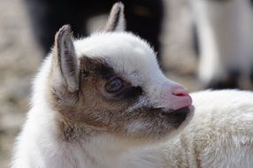 goatling in west africa