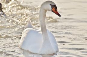 swan is swimming along the shore