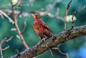 photo of a wild bird on a branch