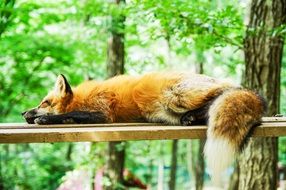 Animal Fox Sleep