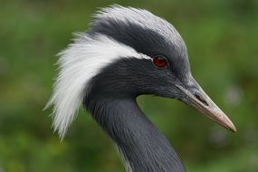 perfect beautiful Crane Bird