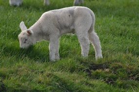 lamb grazing on the grass