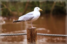 Seagull in a freedom close-up on blurred background