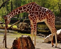 giraffe in the hellabrunn zoo
