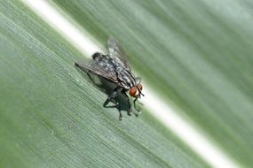 black fly on green leaf close-up