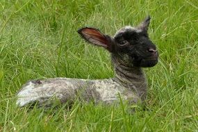 Young Lamb on a pasture