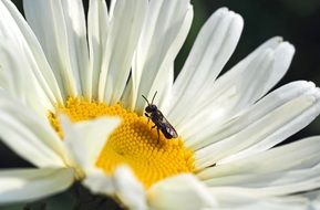 closeup view of wasp on the gentle chamomile flower