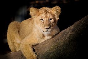Baby Young Lion Cute