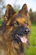 portrait of a german shepherd on the meadow