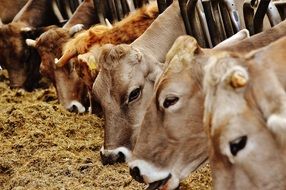 herd of cows in a stable on a farm