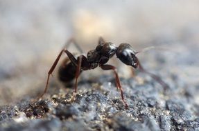close-up photo of a black ant