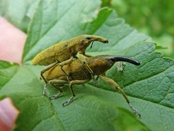 Lixus Angustatus insects mating close