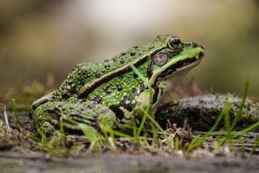 green water Frog close-up