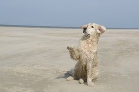 Golden Retriever gives paw