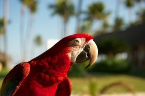 red parrot with big beak