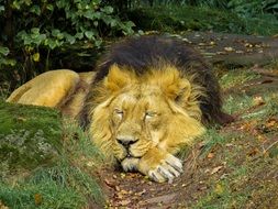 Beautiful and colorful sleeping lion in the Nuremberg zoo among the plants