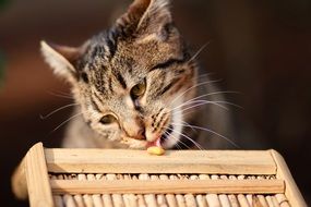 Striped cat and wooden object