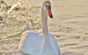 swan is floating on Lake Constance