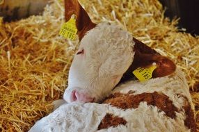 the calf lies on the straw