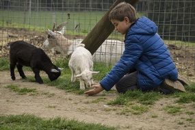 picture of the boy is feeding a goats in the zoo