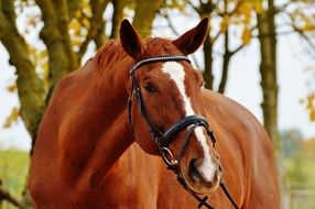 portrait of a graceful horse in autumn