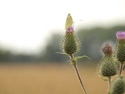 butterfly on a thistle flower on a blurred background