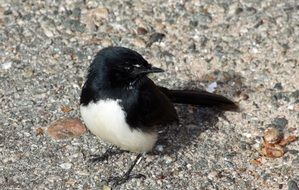 Sparrow Sperling on ground