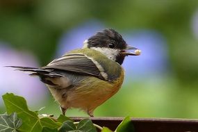 Young Bird Tit on a blurred background