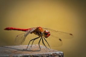 Vulgatum Sympetrum