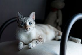 black and white photo of a cat on a chair