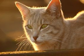 portrait of a domestic cat in evening lights