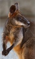 kangaroo in the wild