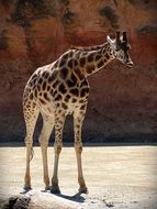 giraffe stands near the rock