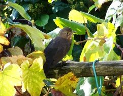 Blackbird sitting on tree portrait
