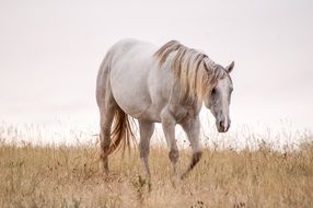 gorgeous beautiful Horse