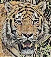 drawing of a wild tiger
