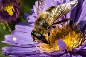 bumblebee on the purple summer flower