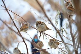 cute small birds in winter