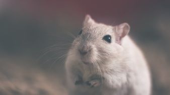 white mouse on gray background