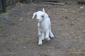white goat in the yard