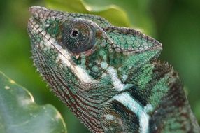 madagascar reptile in the rainforest