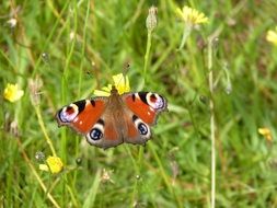 Peacock Butterfly is on a meadow