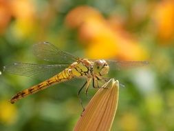yellow dragonfly in the wild close up
