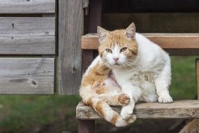 white-red cat sits on wooden steps
