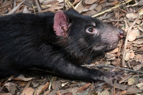 black Tasmanian Devil